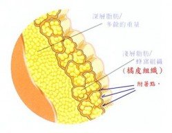 橘皮示意圖