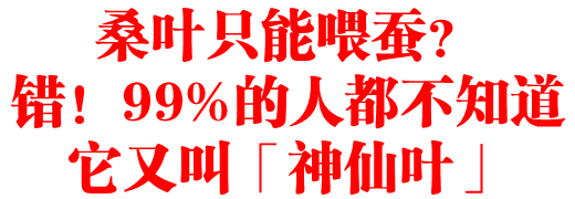 桑叶只能喂蚕?错!99%的人都不知道它又叫「神仙叶」